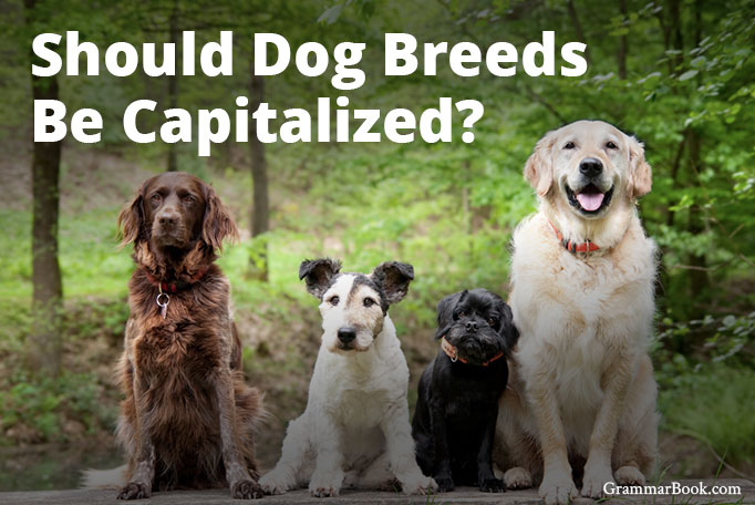 capitalize dog breeds